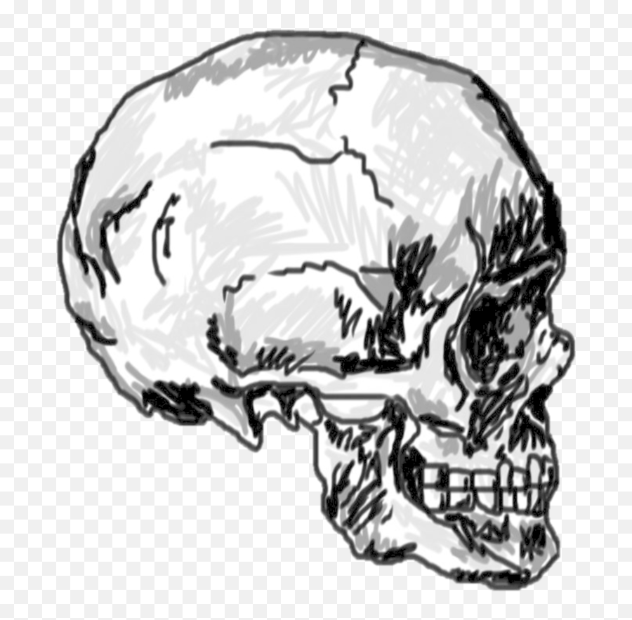 Skull Drawing Calavera Skeleton - Skulls Png Download 894 Skeleton Sketch Transparent Background Emoji,Skull Transparent Background