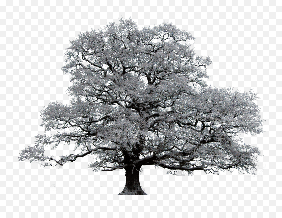 Winter Trees Tree Sillhouettes U0026 Masked Trees White Oak - Snowy Tree Top Png Emoji,Oak Leaf Clipart