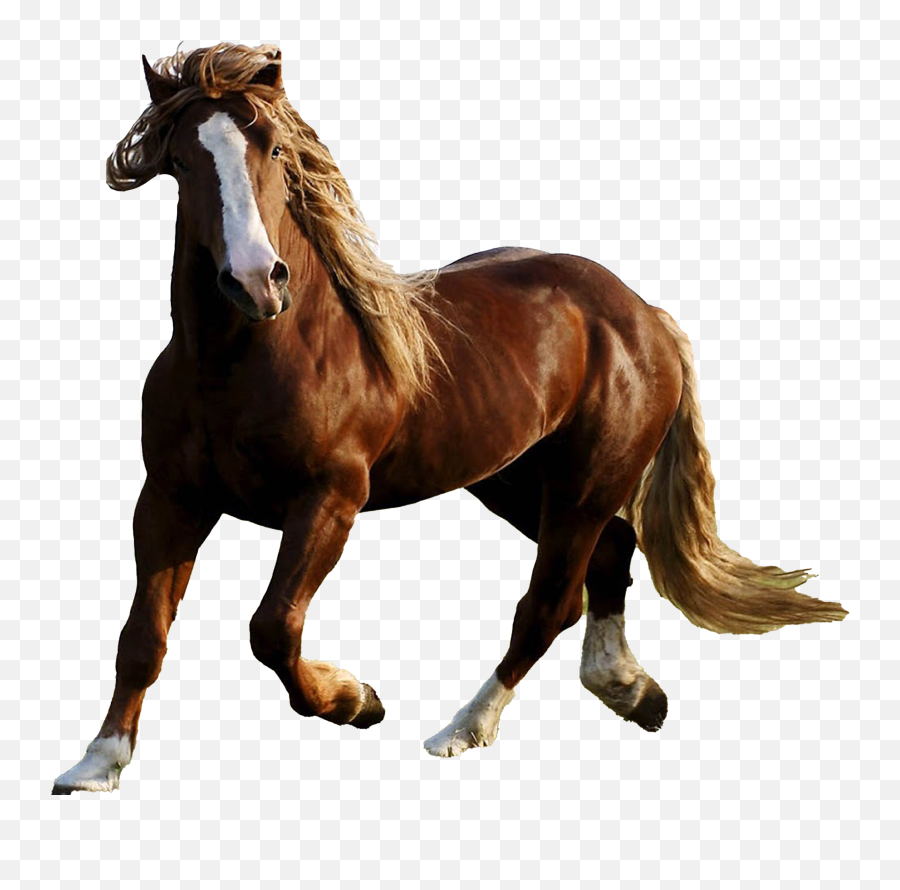 Wild Brown Horse Png High - Quality Image Png Arts Horse Emoji,Horse Png