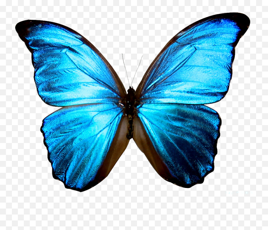 Download Clipart Butterfly Sky Blue Emoji,Butterfly Transparent