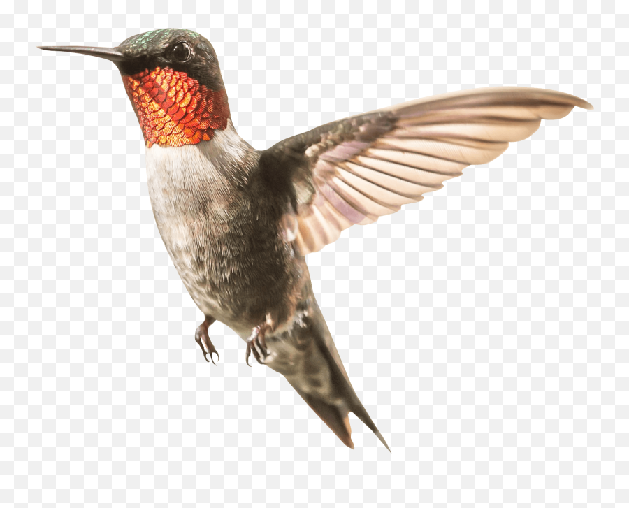 Hummingbird Png Transparent Free Images - Hummingbird Png Emoji,Hummingbird Clipart