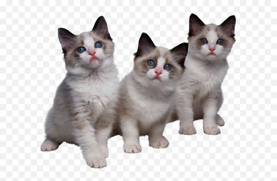 Tags - Cats Png Free Png Images Starpng Emoji,Kitten Transparent Background