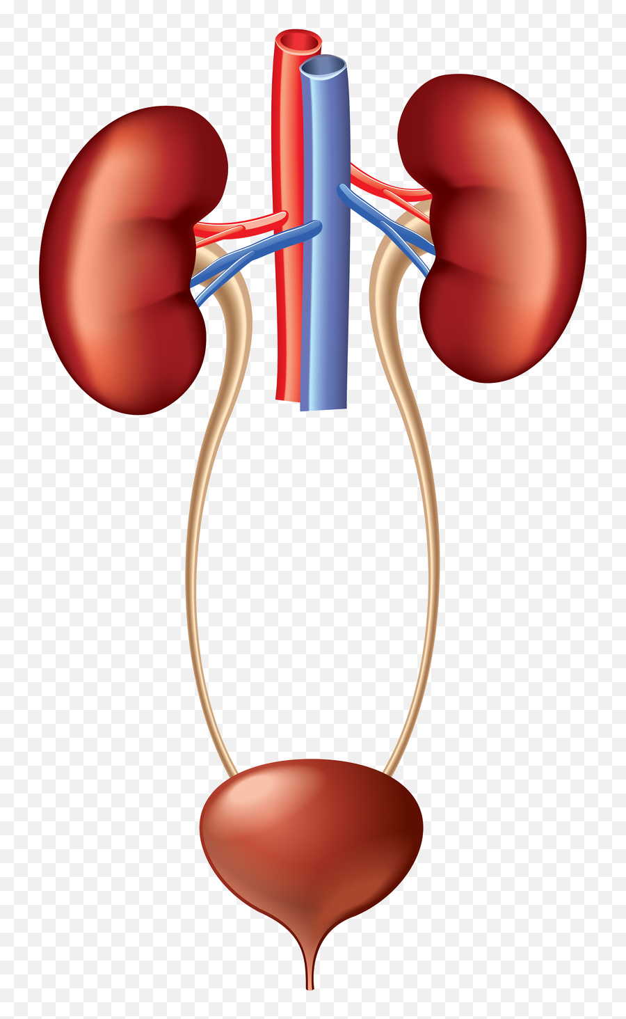 Download Hd Kidney Clipart Urinary - Excretory System Emoji,Kidney Clipart
