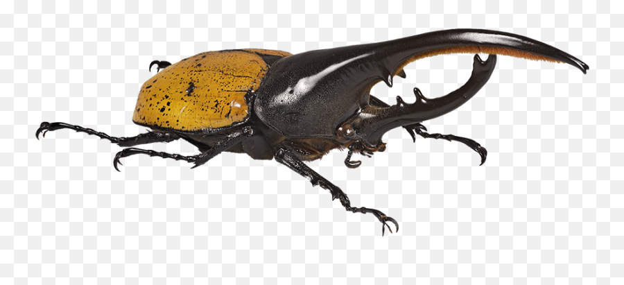 Download Beetle Transparent Hercules Clipart Library - Hercules Beetle Emoji,Insects Clipart