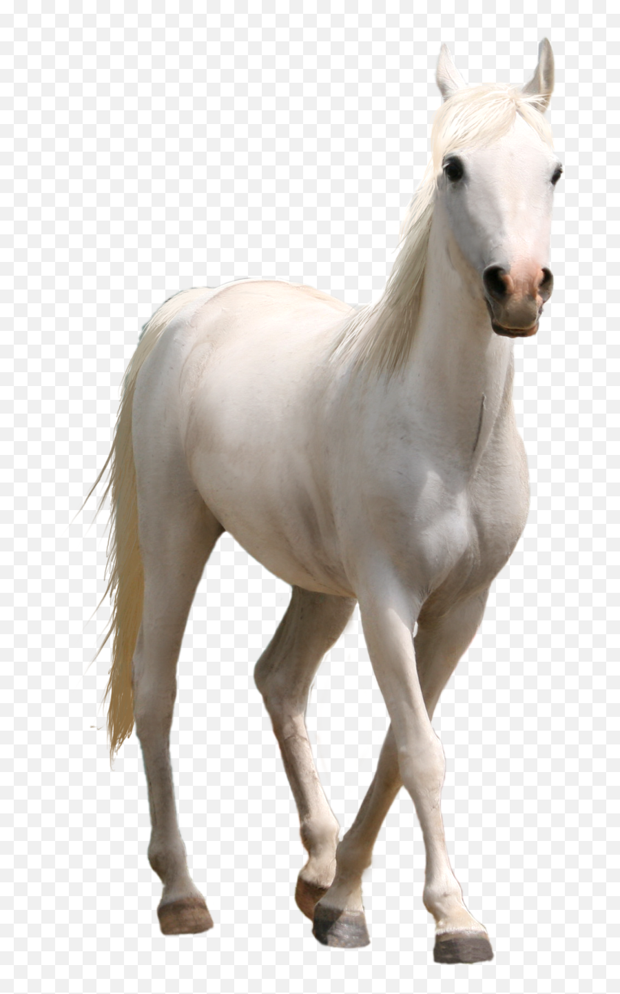 Download White Horse Png Three Transprent Photo - Horse Png White Horse Face Front Emoji,Horse Png