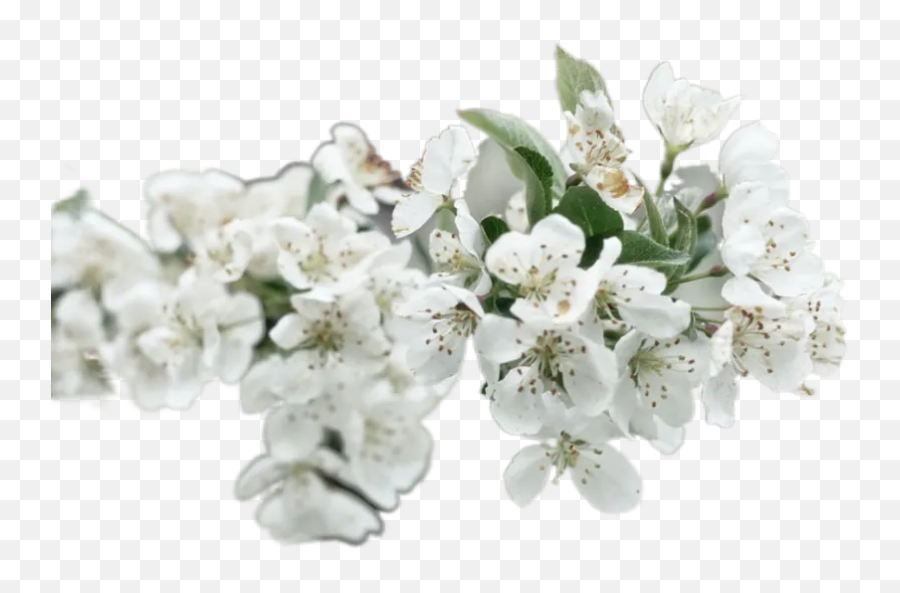 Best 22 Stamen Images Hd Free Download Transparent Emoji,White Flowers Transparent