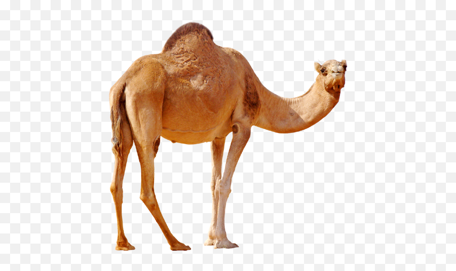 Camel On Desert Png Image - Camels Png Emoji,Camel Clipart