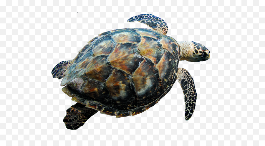 Png Images Vector Psd Clipart Templates - Turtle Transparent Png Emoji,Turtle Png
