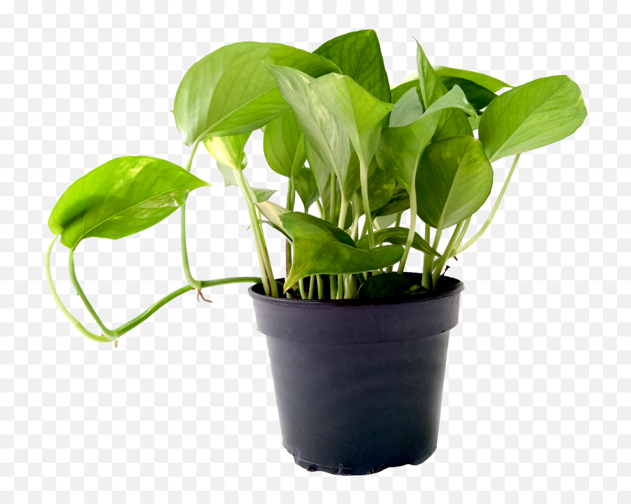 12 Nasa Recommended Air - Purifying Plants That You Must Have Money Plant Images Download Emoji,Transparent Plant