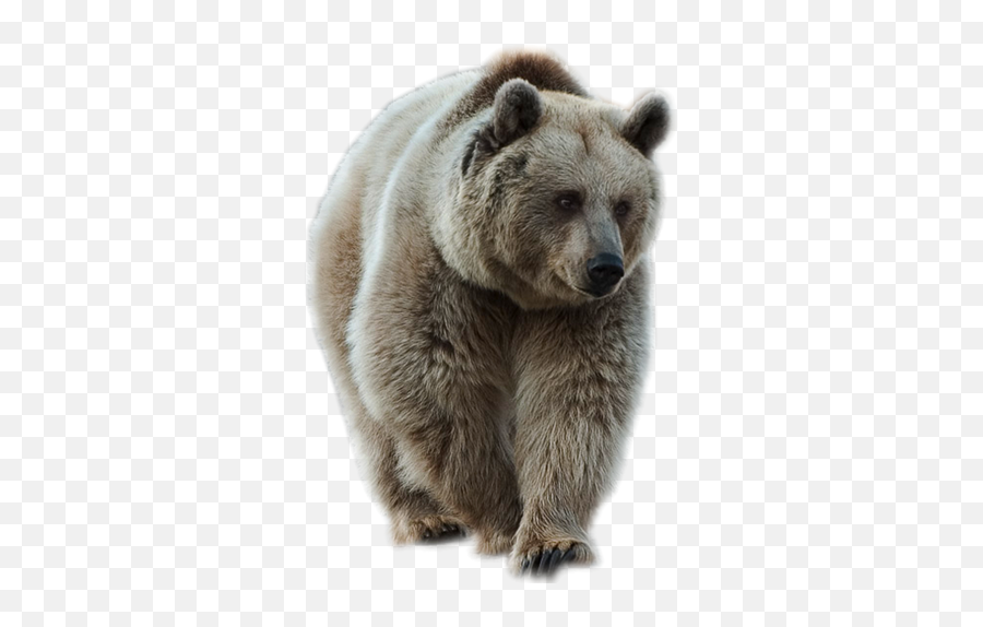 Brown Bear Png Image - Bear Png Emoji,Bear Png