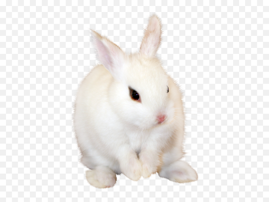 White Bunny Png Clipart Image Rabbit Png Animals Png - White Bunny Png Emoji,White Rabbit Png