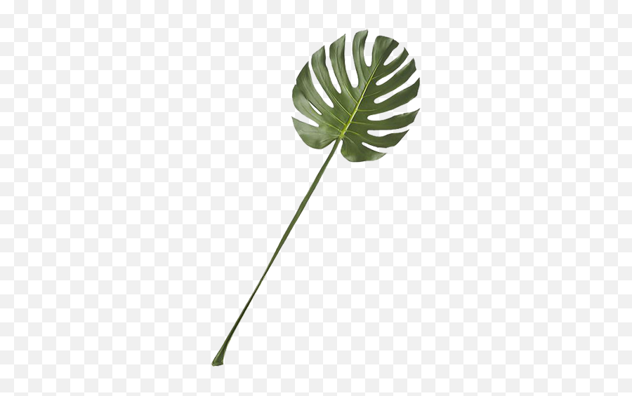 Monstera Leaf - Tropical Leaf Design Vector Emoji,Monstera Leaf Png