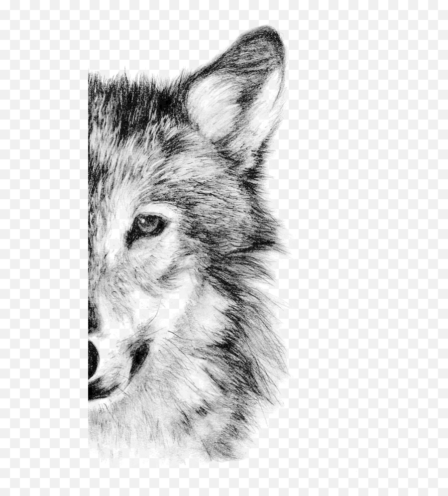 Gray Wolf Drawing Pencil Sketch - Wolf Png Download 564 Emoji,White Wolf Png