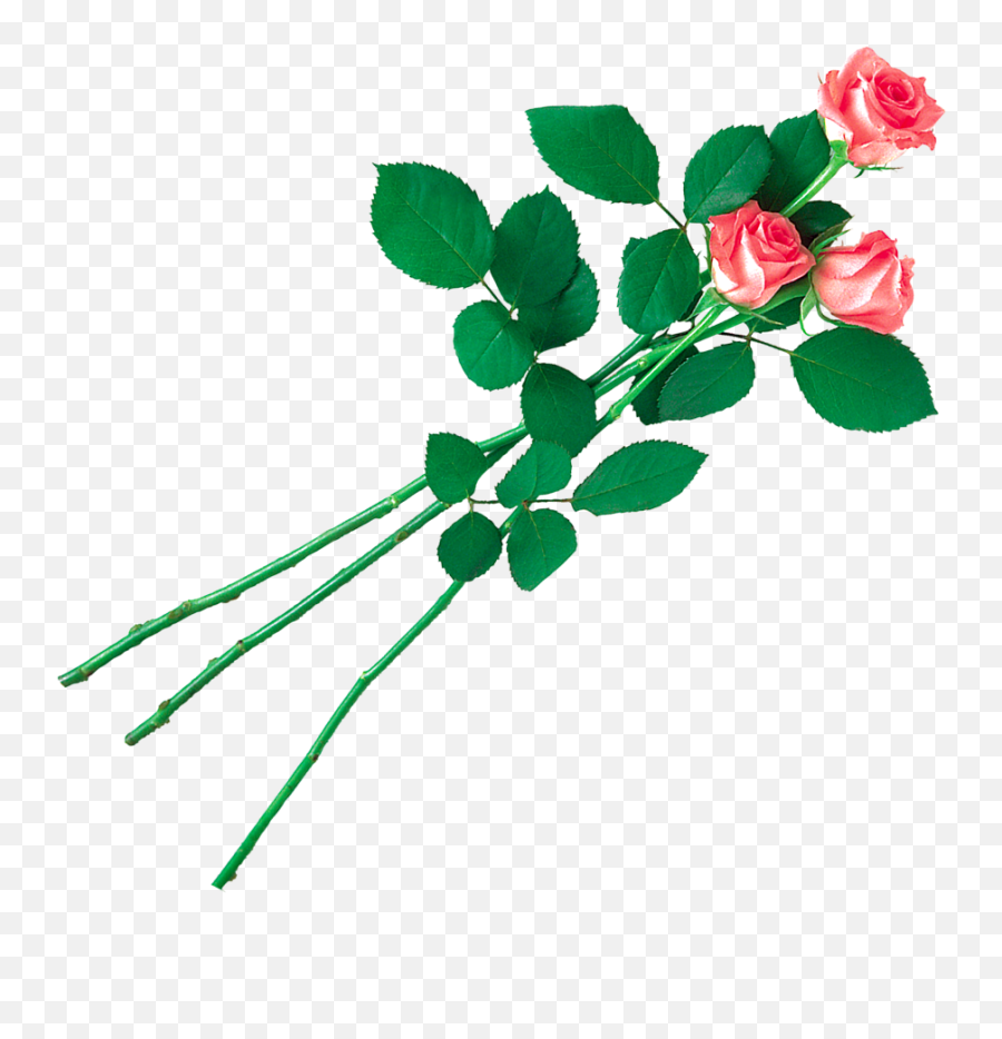 Pink Rose Png With Leaf Transparent Images Emoji,Pink Roses Png