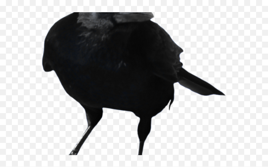 Raven Clipart Transparent Background - Crow Png Transparent Emoji,Raven Clipart