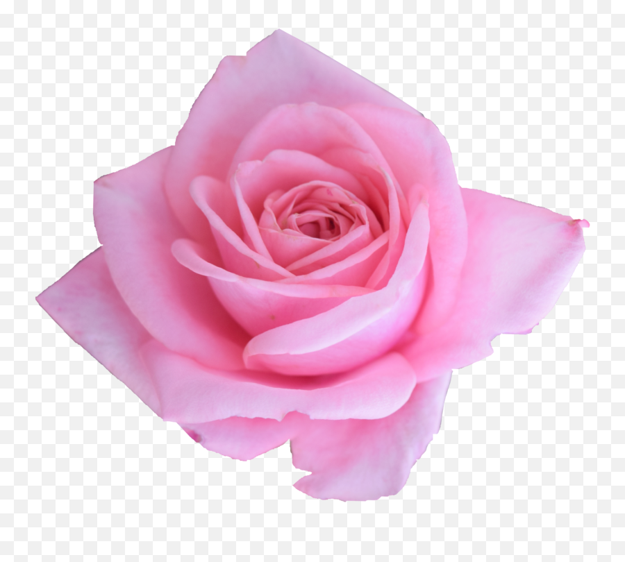 6 Pink Rose Png Transparent Onlygfxcom - Girly Emoji,Pink Flower Png