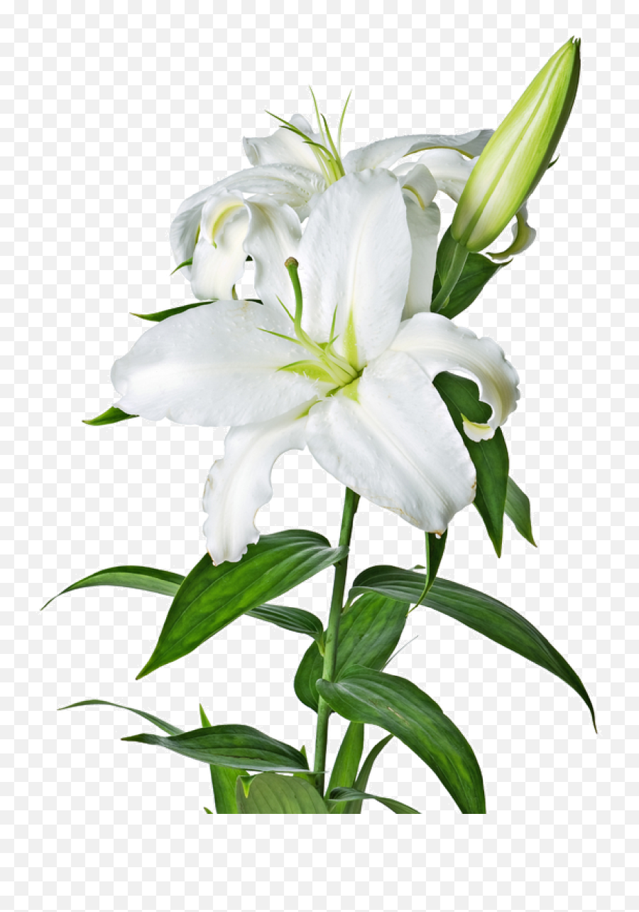 Lily Clipart Peace Lily Lily Peace - Lilies Png Emoji,Lily Clipart