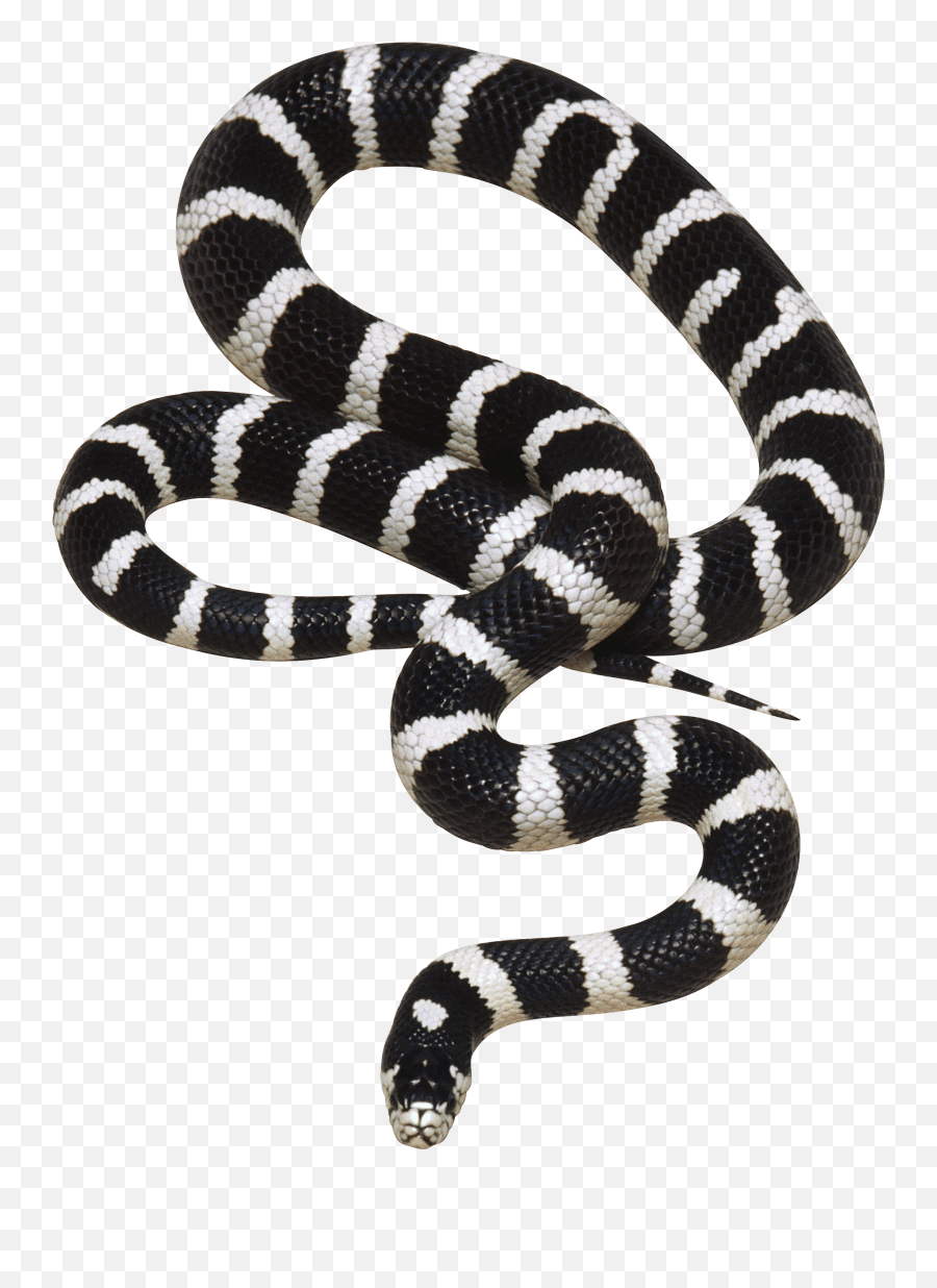 Black And White Snake Png Image - Black And White Snake Transparent Emoji,Snake Clipart Black And White