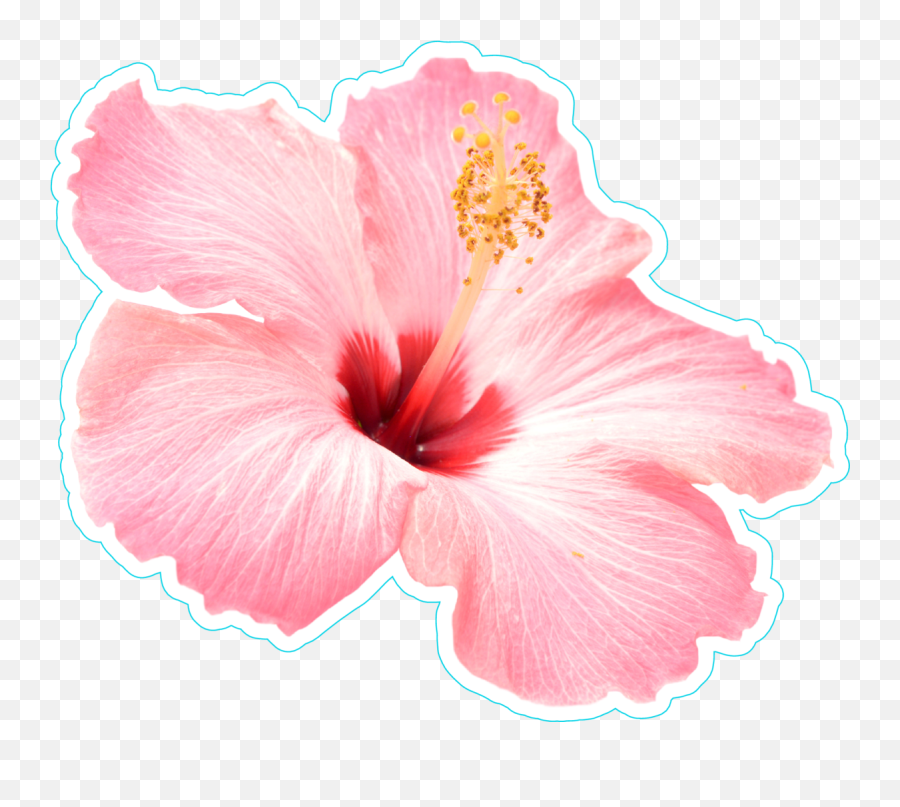 Hawaiian Flower Png - Hibiscus Emoji,Hibiscus Transparent