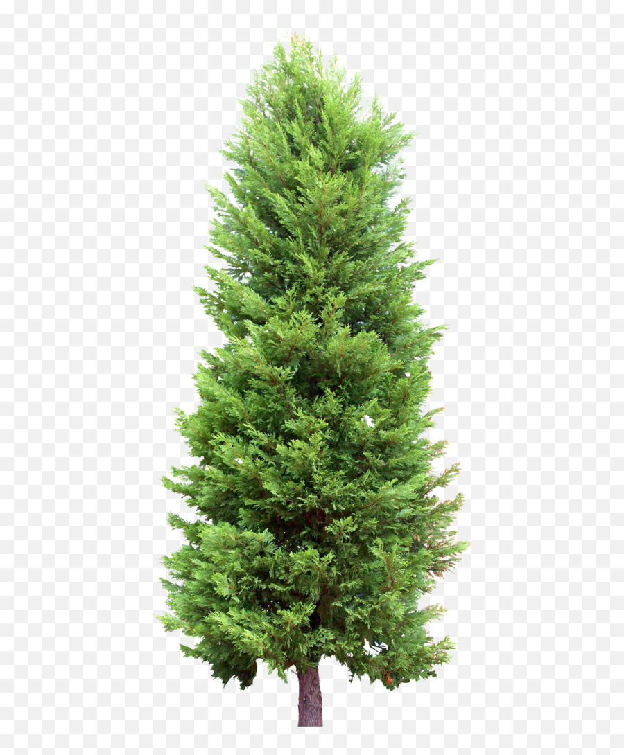 Fir Tree Png Transparent 2472 - Boreal Conifer Emoji,Tree Transparent