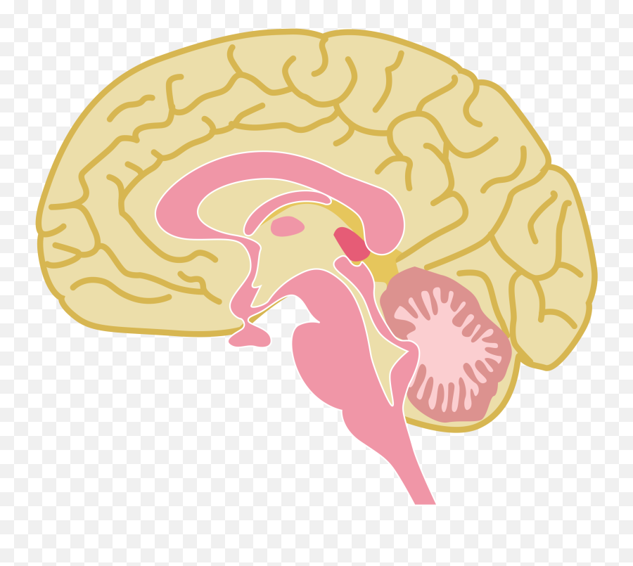 Human Brain Drawing Public Domain - Human Brain Clipart Parts Of The Brain Clipart Emoji,Human Clipart