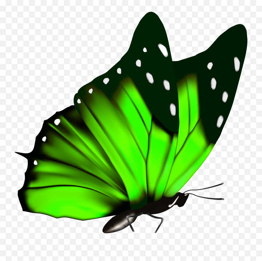 Download Green Butterfly Clipart Png - Transparent Background Green Butterfly Clipart Emoji,Butterfly Transparent