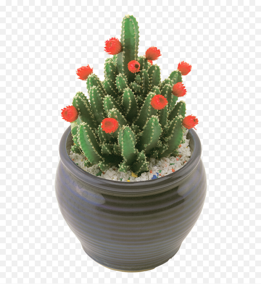 Cactus Png Hd Quality - Acanthocereus Tetragonus Flower Emoji,Cactus Png