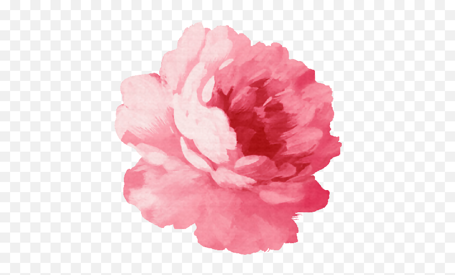 Shop From Unique Peony Stickers On Redbubble - Pink Flower Watercolor Peony Flower Png Emoji,Pink Flower Png