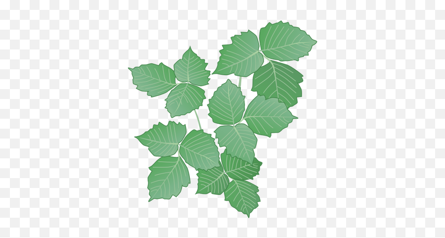 Clipart Ivy Poison - Transparent Poison Ivy Png Emoji,Poison Clipart