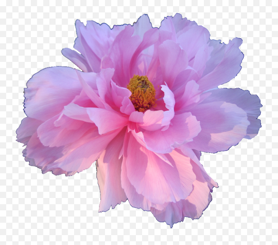 Download Hd Pink Peony Paeonia Veitchii - White Flower Hd Transparent Background Emoji,Tumblr Flowers Transparent