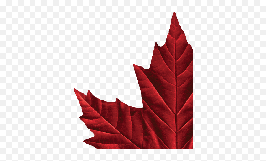 Molson Canadian Maple Leaf Logo - Molson Canadian Logo Emoji,Maple Leaf Logo