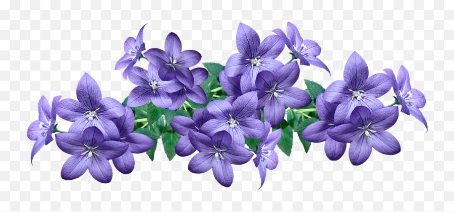 Free Photo Campanula Flowers Arrangement Decoration Blue Emoji,Blue Flower Transparent Background