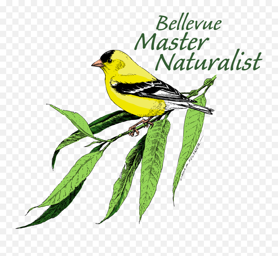 Bellevue Master Naturalist Training Program - Mountains To Emoji,Google Logo Vector 2018