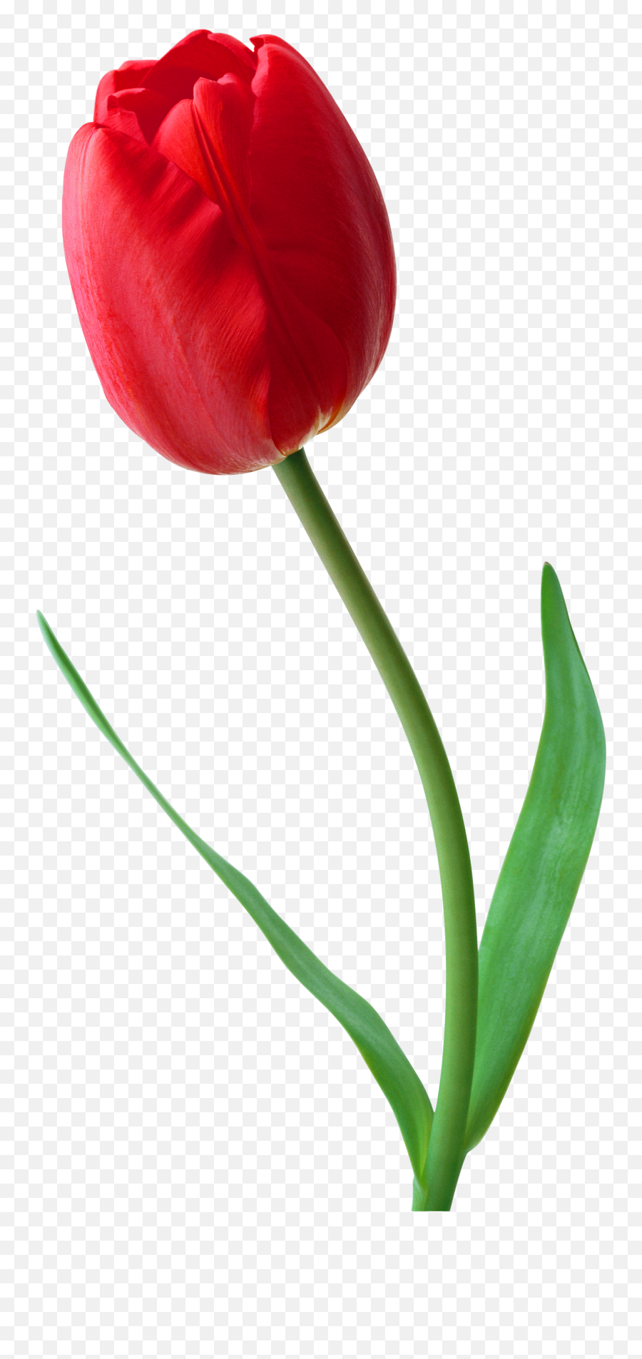 Png Red Tulip Clipart - Red Tulip Png Emoji,Tulip Clipart