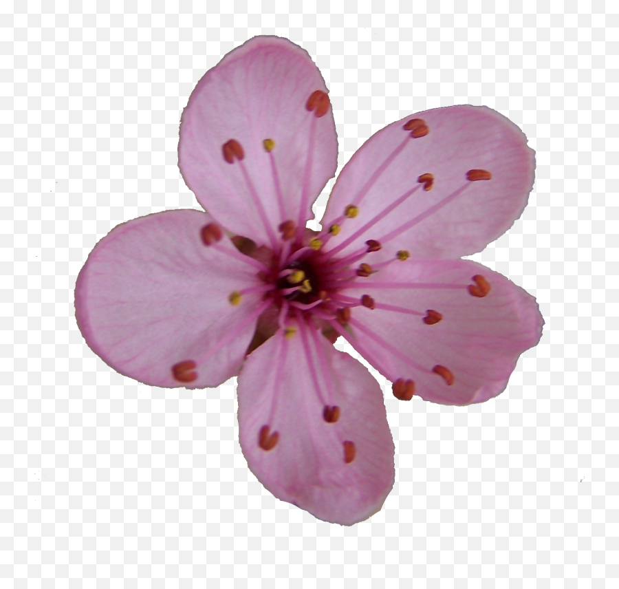 Cherry Blossom Flower Clipart - Japanese Cherry Blossom Single Flower Emoji,Cherry Blossom Clipart