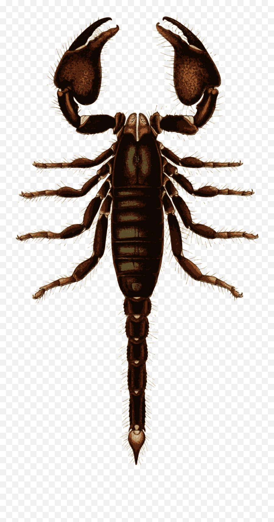 1411376 Insect Clipart Scorpion - Transparent Scorpion Png Emoji,Scorpion Clipart