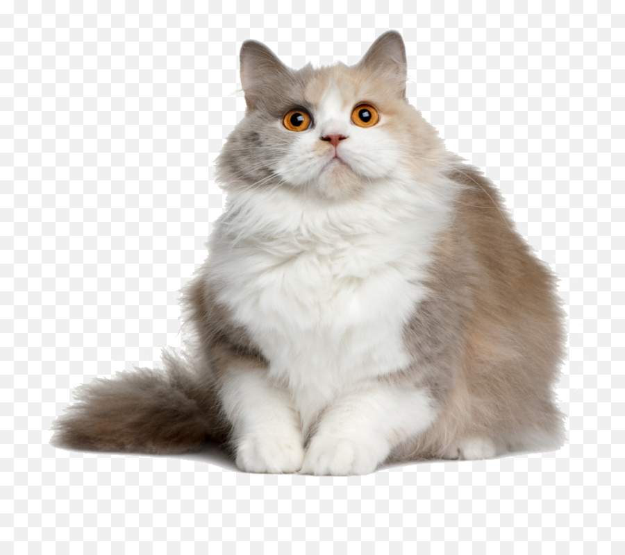 Cat Png File - Cat Png File Emoji,Cats Png