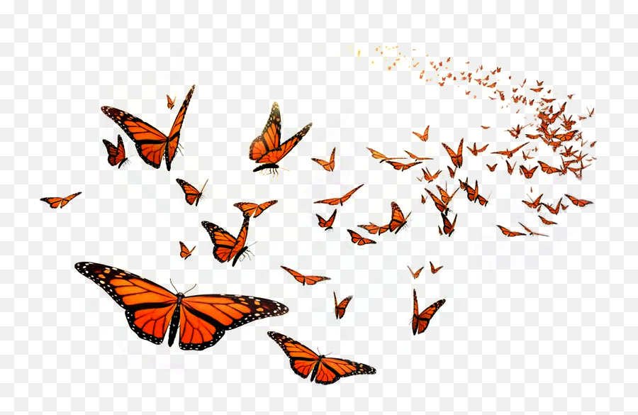 Monarch Butterfly Flight Orange Middle School Insect - Flying Transparent Background Butterfly Png Emoji,Monarch Butterfly Png