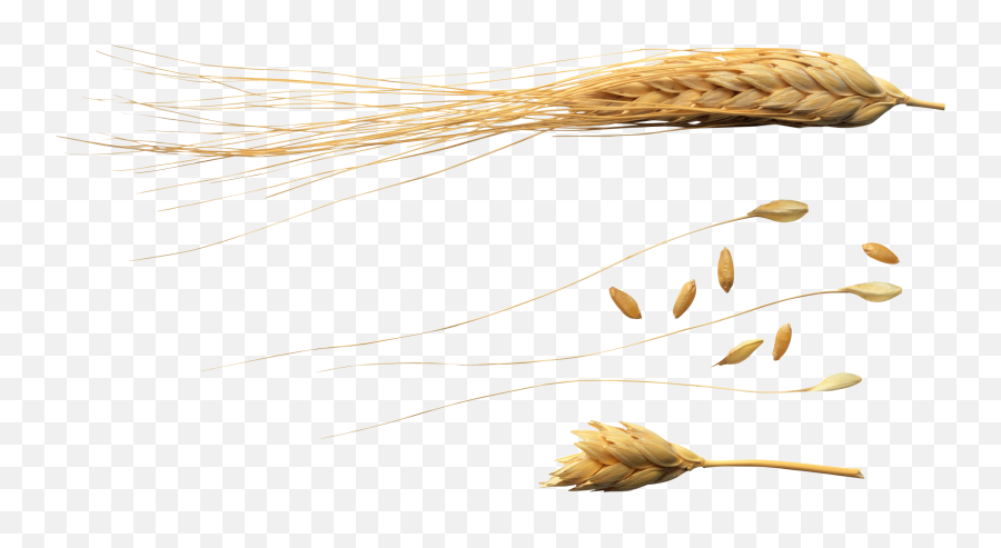 Wheat Png Image Png Images Wheat Png - Wheat Flying Png Emoji,Wheat Clipart