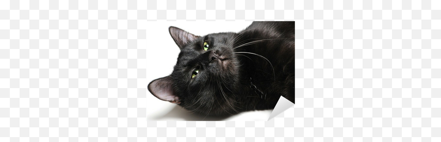 Head Of A Black Cat Lying On White Background Sticker Emoji,Black Cat Transparent Background