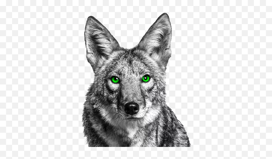 Jackal Coyote Png Emoji,Coyote Clipart Black And White