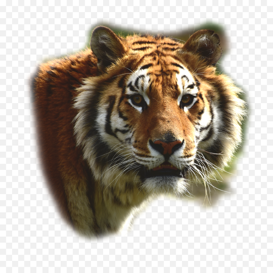 Portrait Of A Noble Bengal Tiger Free Image Download Emoji,Tiger Head Png