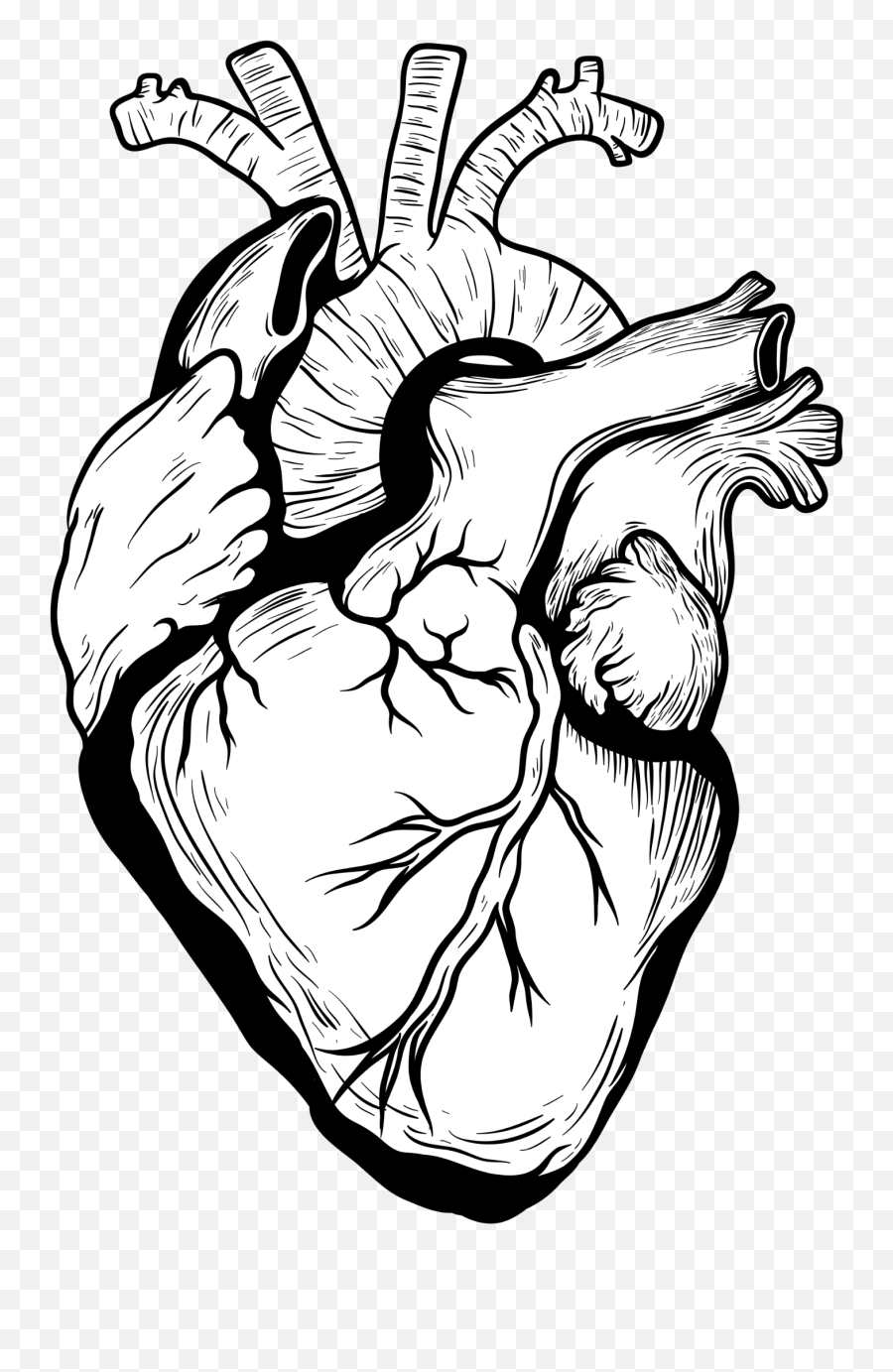 Heart Organ Drawing Hd Png Download - Drawn Real Heart Png Emoji,Real Heart Png