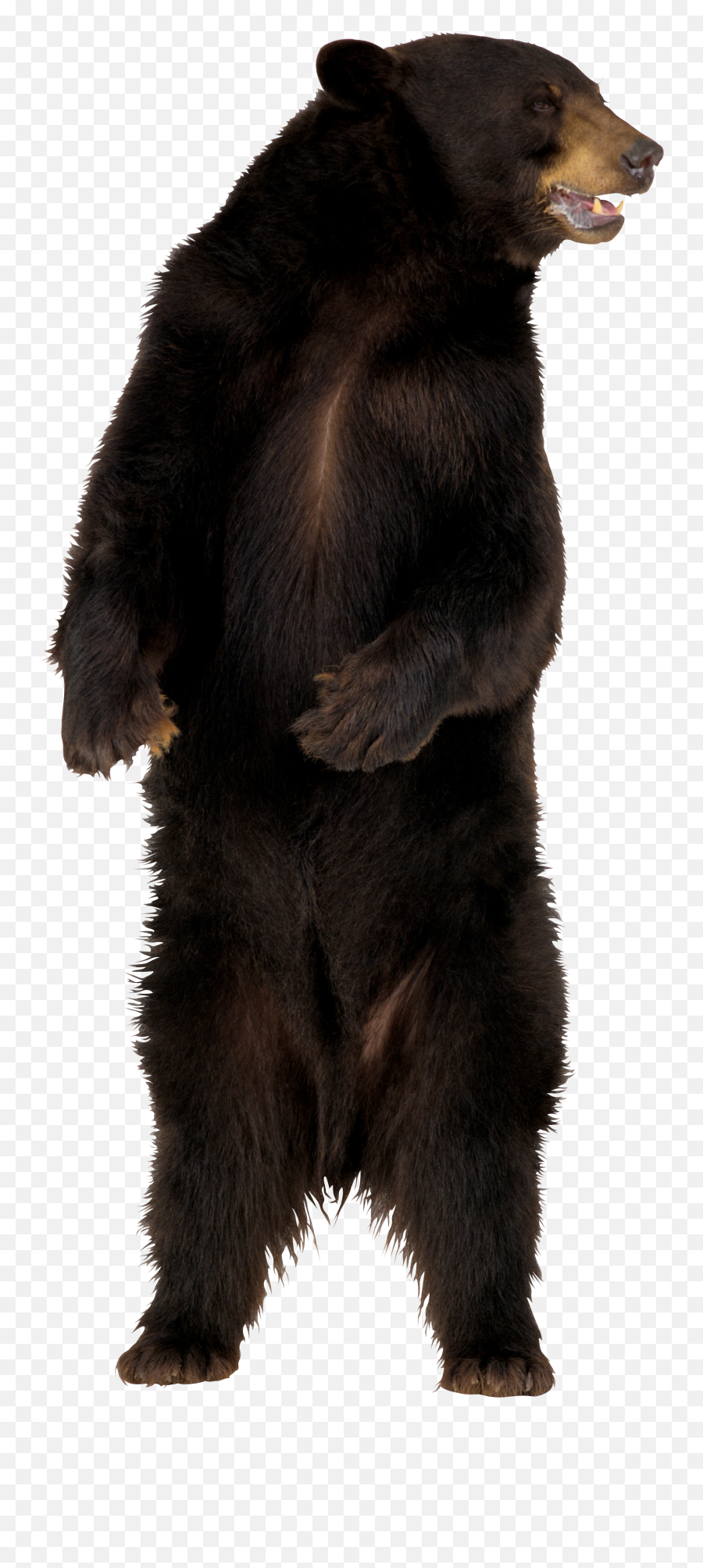 Brown Bear Png Image Emoji,Bear Png