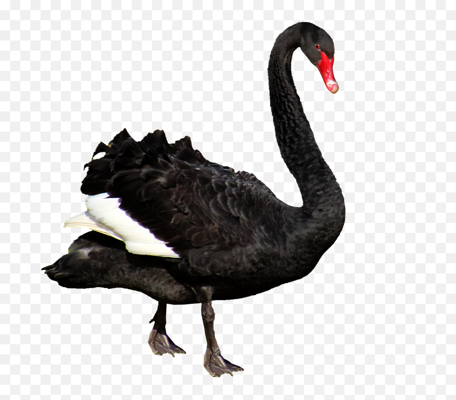 Swan Black Feathers - Free Photo On Pixabay Emoji,Black Feathers Png