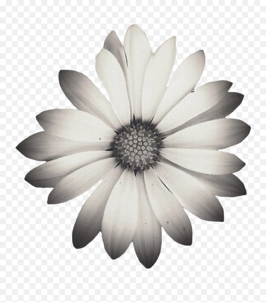 Flower Flowers Sticker By Dreamer Emoji,Black And White Daisy Clipart