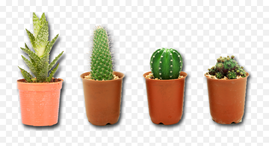 Cactus Plant Image Hq Png Image - Cactus Plant Png Transparent Emoji,Cactus Png