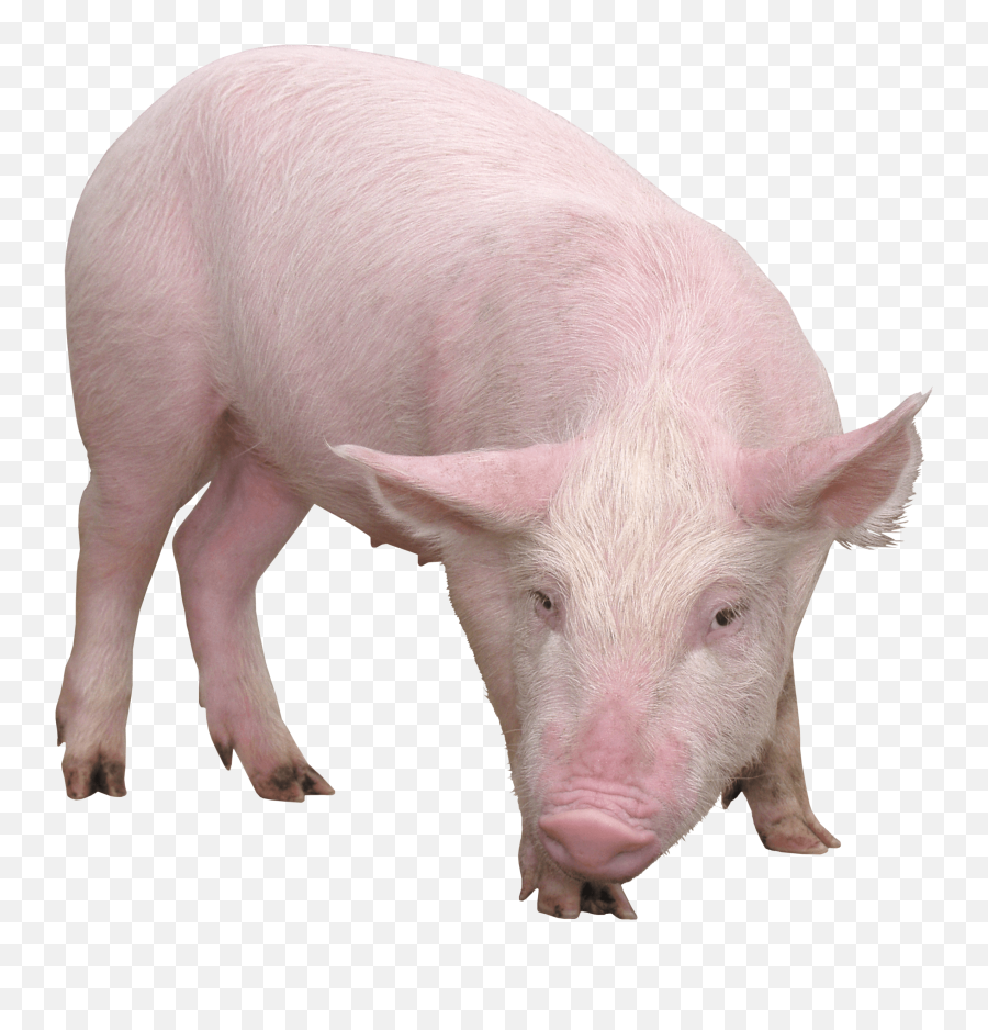 Download Pig Png Image Hq Png Image - Pig Png Emoji,Pig Png