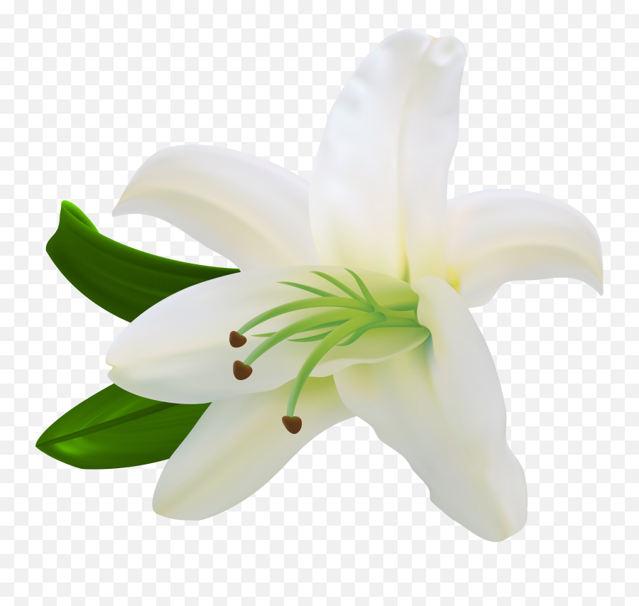 Library Of White Lily Flower Clipart Emoji,Lily Clipart