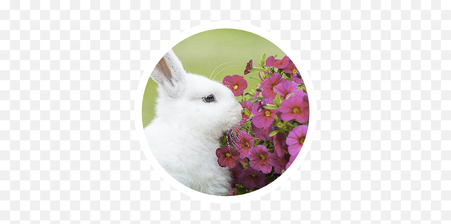 Plant Not Found - Rabbit Emoji,Transparent Plant